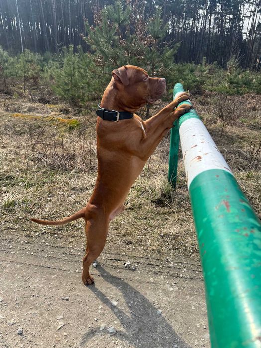 Pajton – PitBull Red Nose | Ogłoszenie Reproduktora