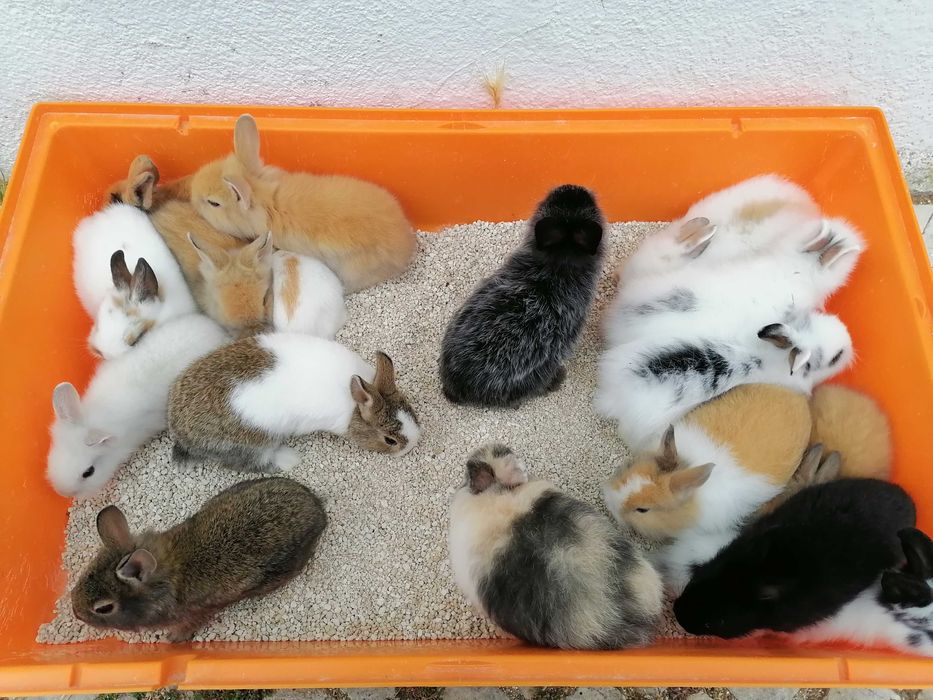 Kit Gaiola coelhos anões mini toy