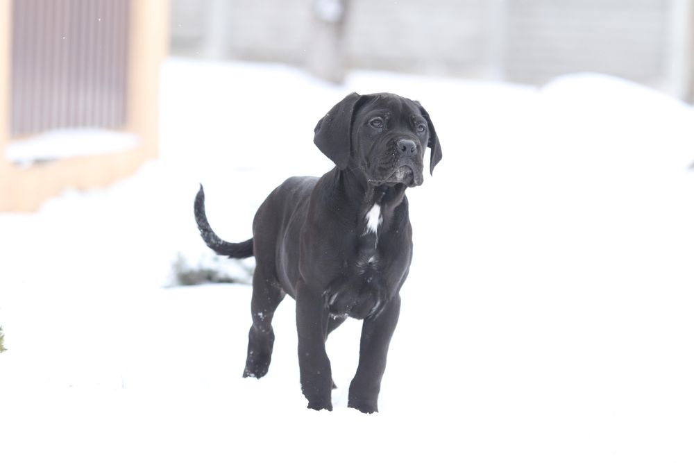 Шикарная черная девочка_Lamba