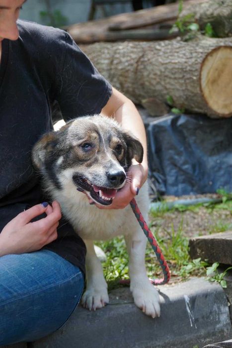 Łaciatek Marshall szuka wspaniałego domu!