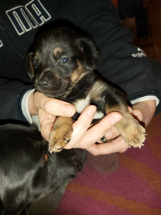 Piękne pieski duzy wybor ADOPCJA!