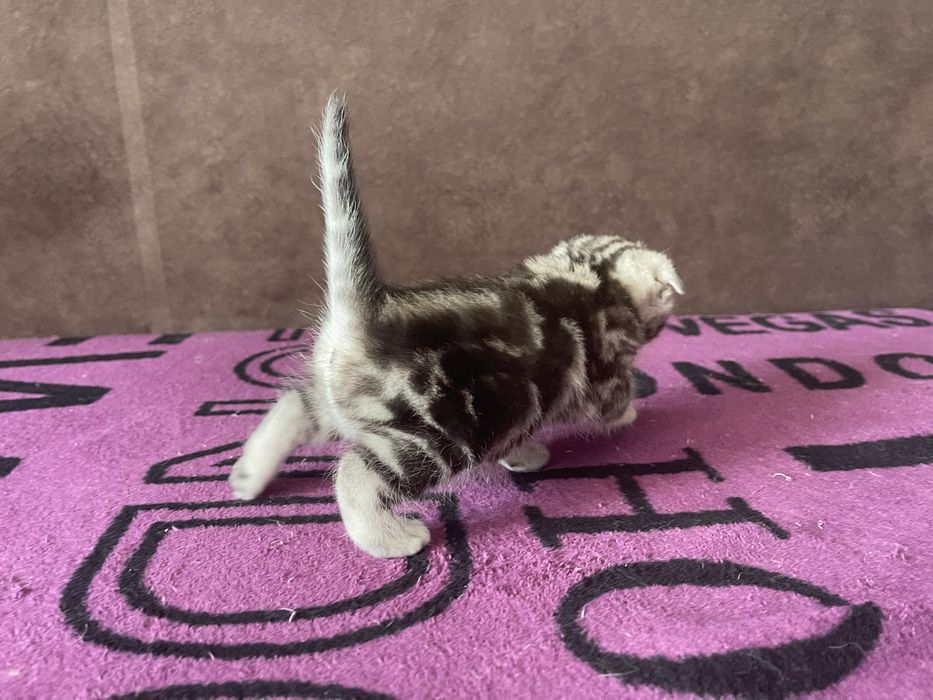Шотландські кошенята