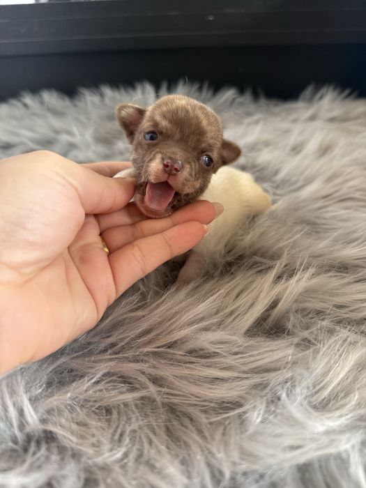 Menino Chihuahua  *lindissimo“ de bolso.