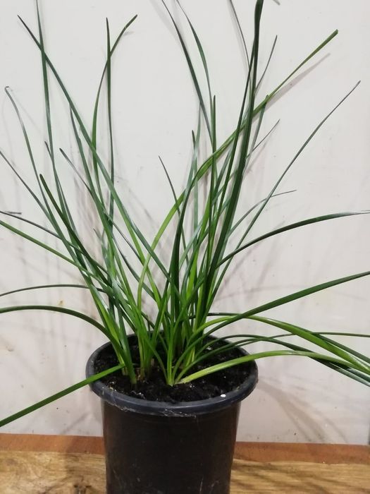 Зефирантес (цветок, выскочка)