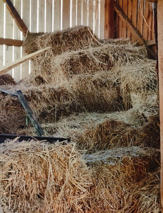 Słoma luzem za darmo