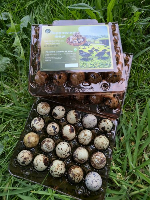 Перепелині яйця з еко ферми Карпат гурт опт