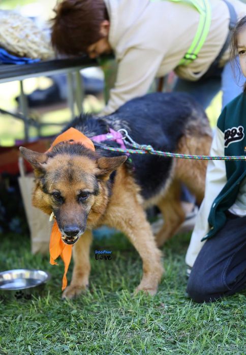 Oster - od 2019 roku za kratami!