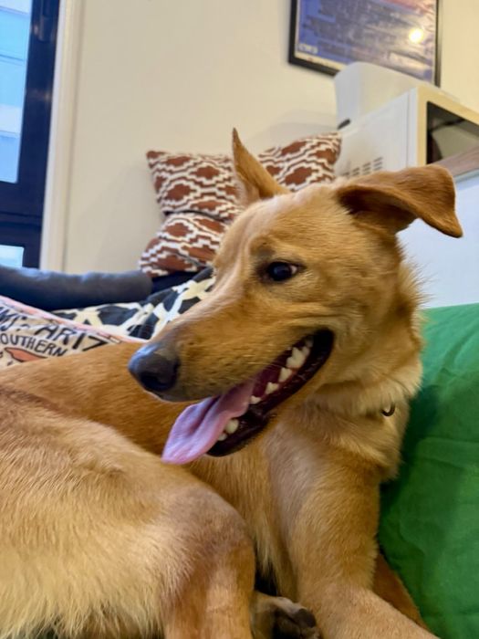 Cão macho para adoção responsável
