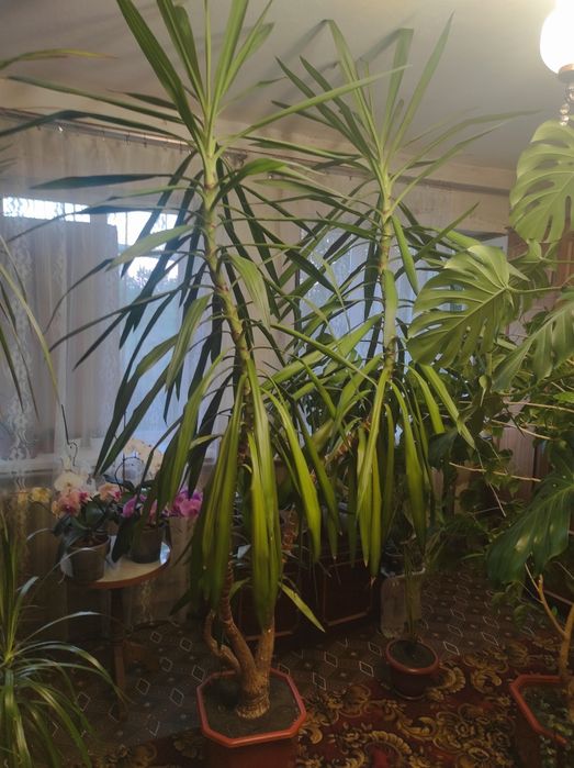 Юка кімнатна рослина