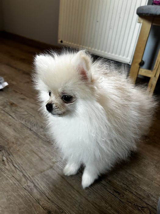 Sunia  gotowa do odbioru