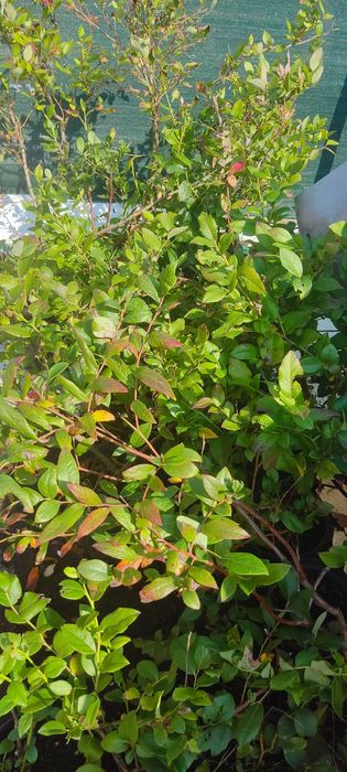 Borówka Amerykańska sadzonki 70-80cm owocujące okazja!