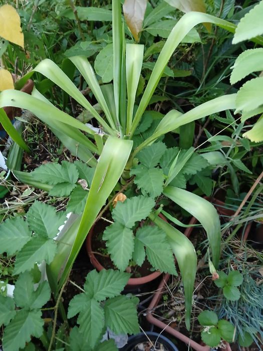Plantas yucas em vaso