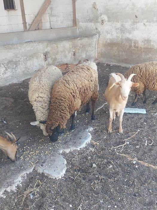 Ovelhas e carneiro e cabras