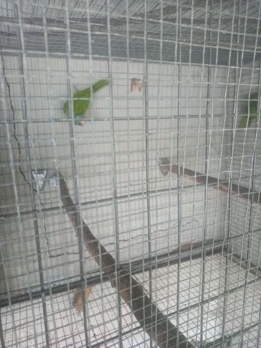 Casal Aratinga testa azul ariticaudata