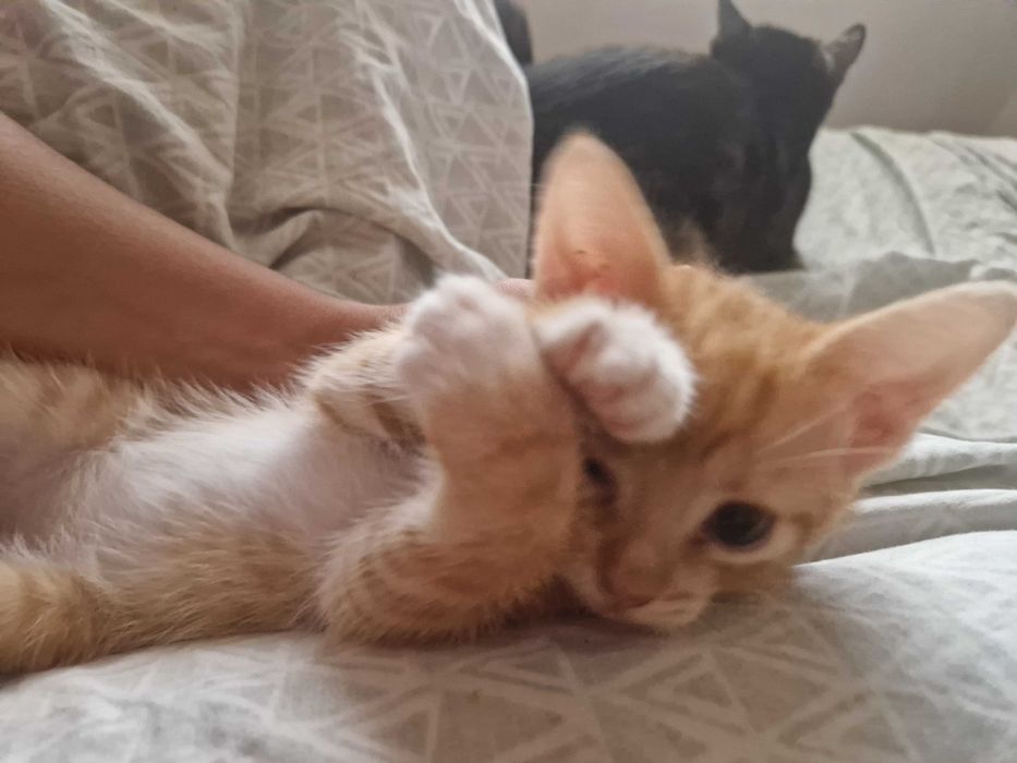 Dou 3 gatos bebés(reservados)