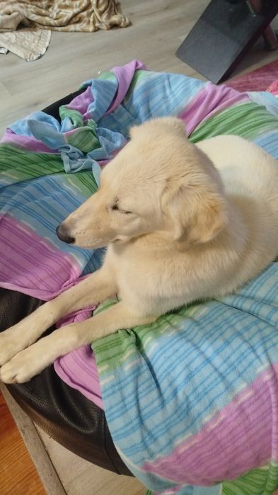 Cadelinha com 8/9 mesinhos para adopção