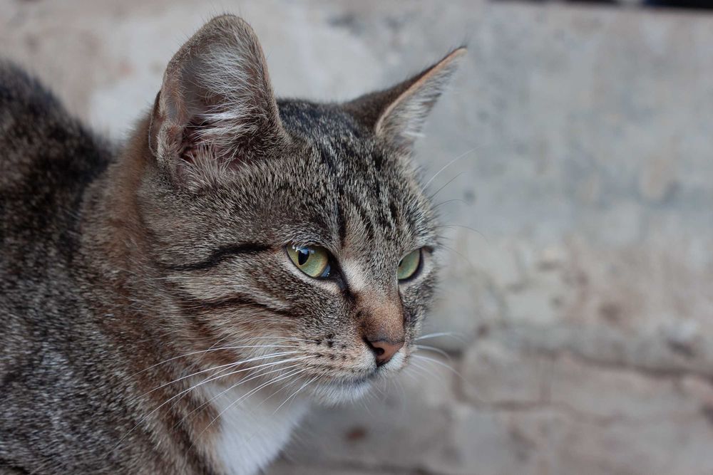 Canon 500D + EF 50mm f/1.8 II - готовий комплект для першої камери