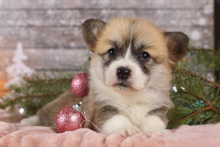 Шикарная девочка корги_Fifi