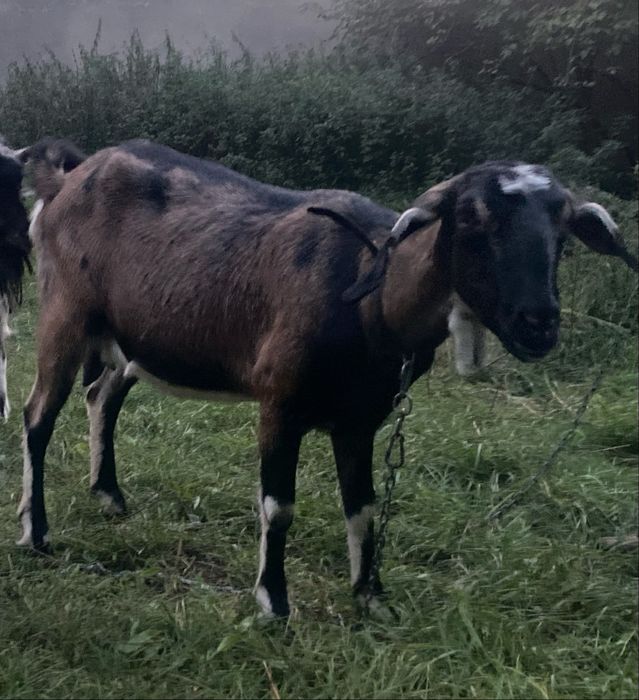Sprzedam koze anglonubijska