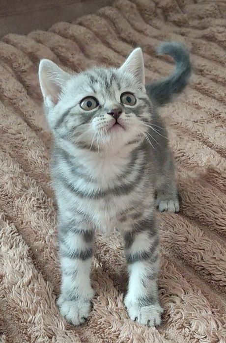 Шотландський хлопчик скотіш стайт .Голубий мармур на сріблі