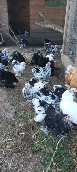 Kochin miniaturowy różne kolory