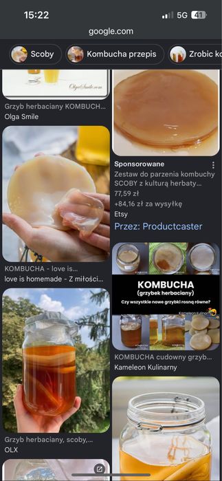 Grzyb scoby, starter do kombuchy