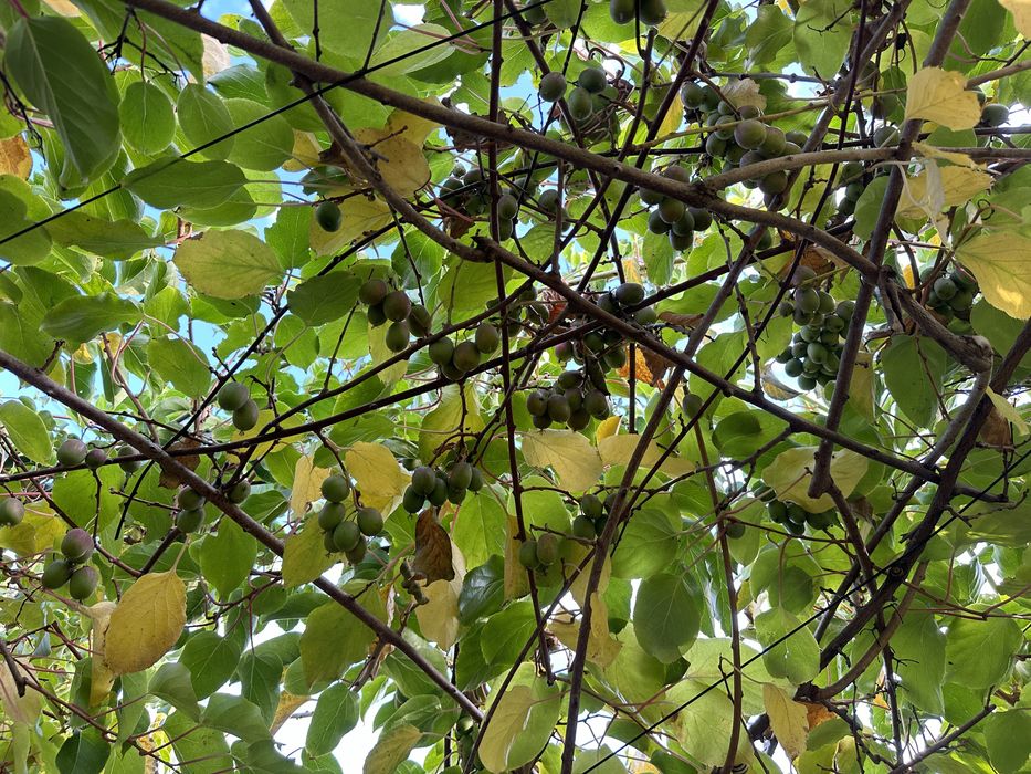 Актинідія 3 річна аргута. 14 цінних сортів!