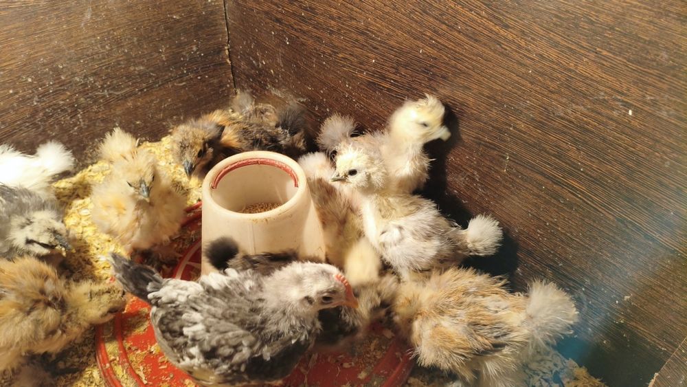 Pintos de sedosas do japao