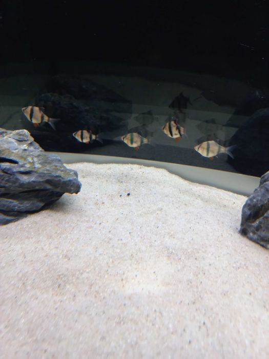 5 barbos tigre adultos