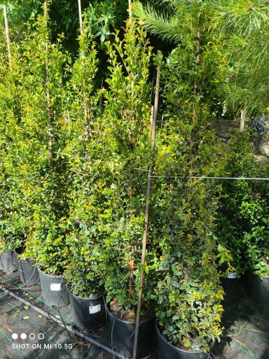 Eugênia Newport 50cm a 400cm