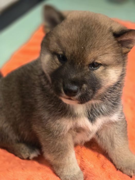 Shiba inu fci z rodowodem