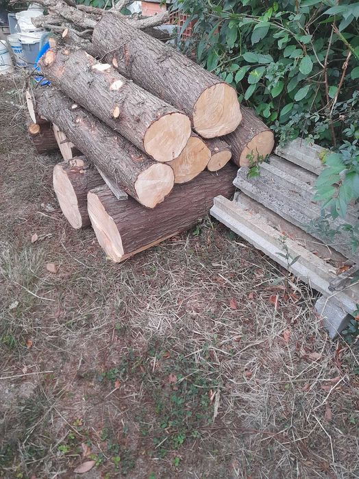 Venda de troncos de cedro seco