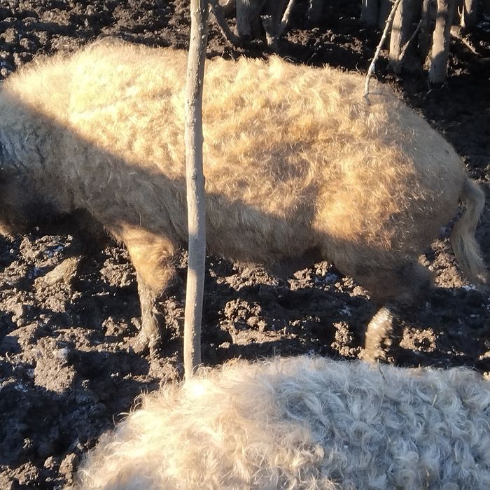 Кабан і порослі свиноматки мангалиця свині поросята мангалиці