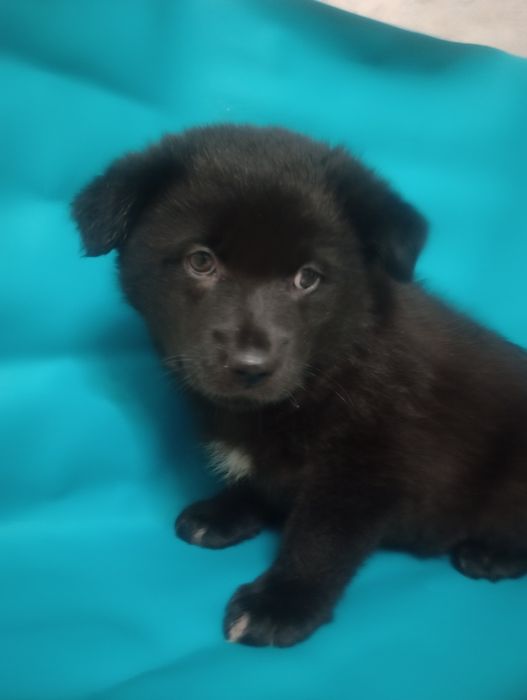 Цуценя хлопчик Міша