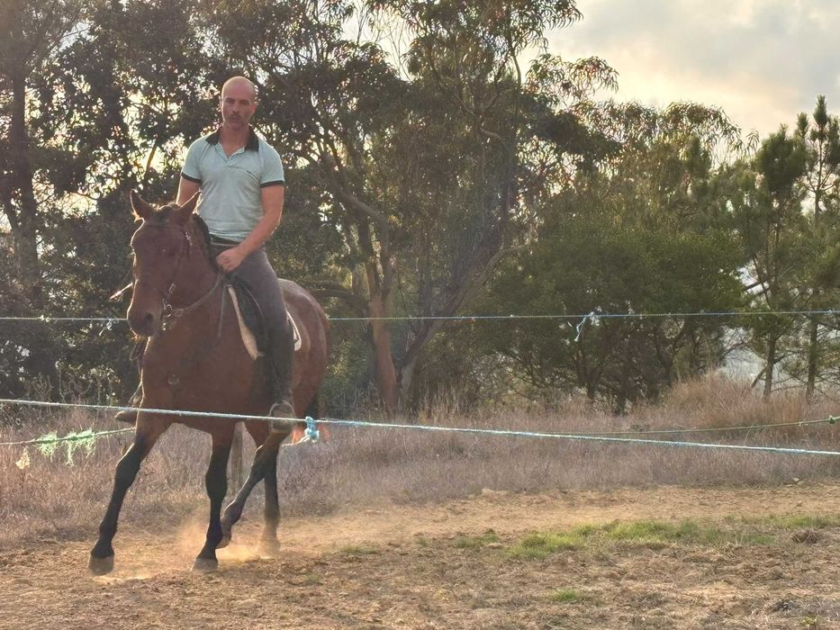 Cavalo lusitano com livro azul, castrado 5 anos montado