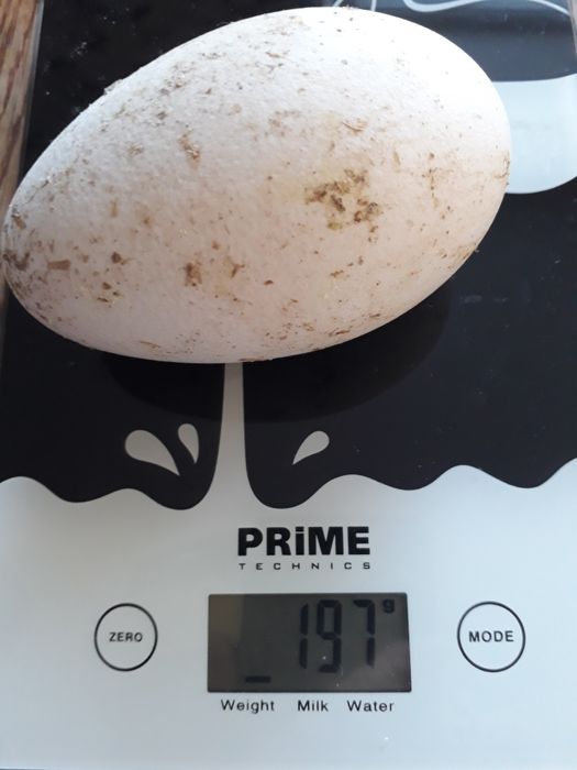 Інкубаційне яйце гусей