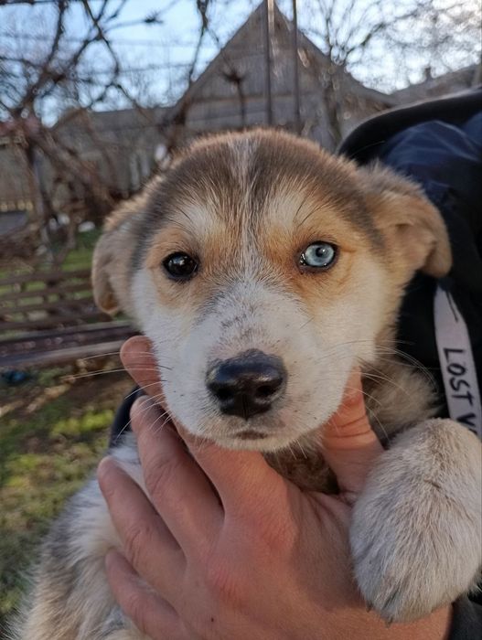 Красива дівчинка шукає дім та люблячу родину