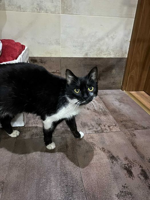 Fiona – kocia gaduła szuka kochającego domu