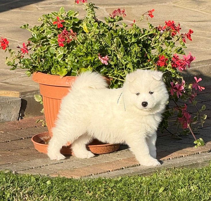 Samoyed szczeniak suczka ZKwP