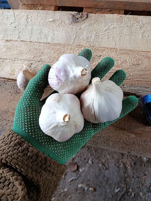 Продам часник сортів Москаль та Козак