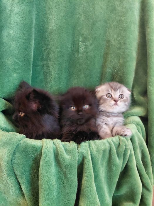 Шотландські кошенята