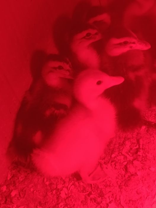 Patos de raça Ruan