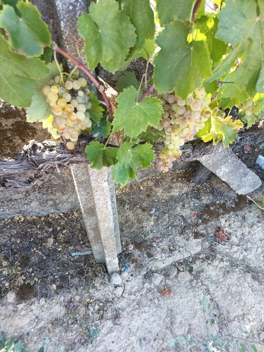 Uvas brancas e tintas para vinho
