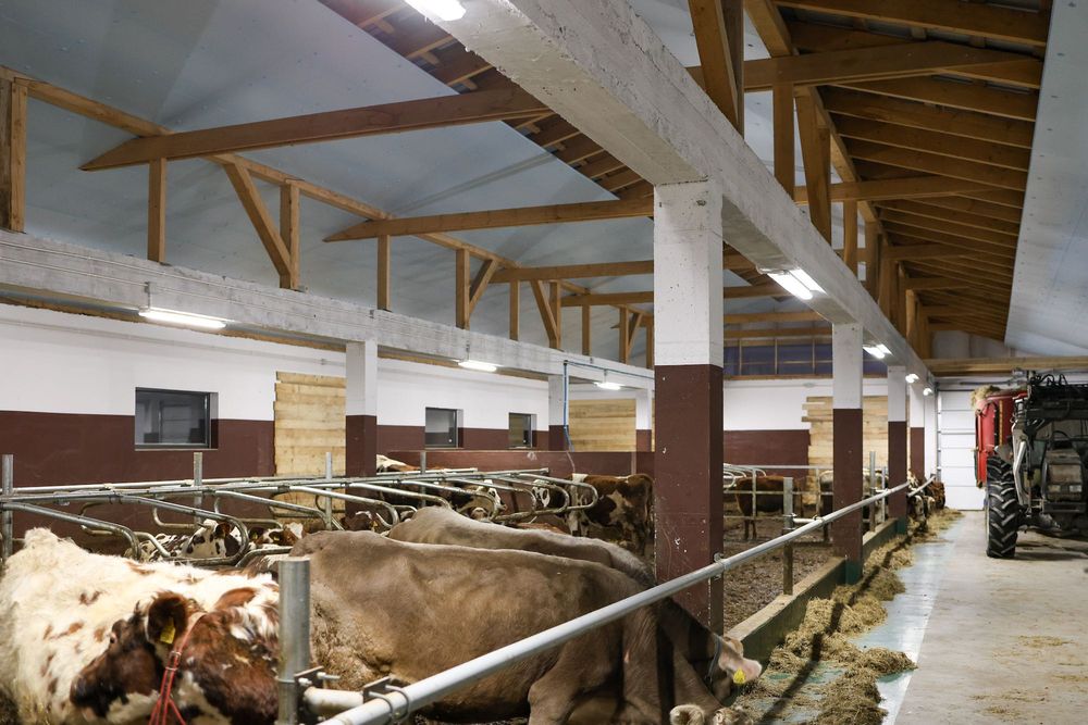 Płyta Ocieplana Ocieplająca do Kurnika Obory Chlewni Styrodur XPS AGRO