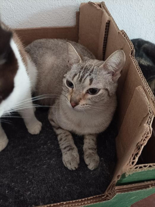 Gatinhos LINDOS!