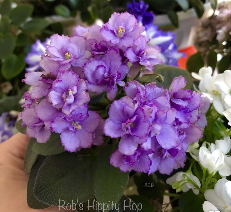 Міні фіалки, дітки фіалок, мікро фіалки, мини фиалки, сенполия