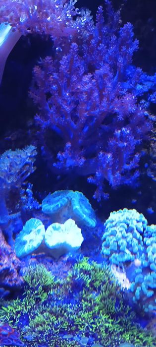 caulastrea mint koralowiec morski