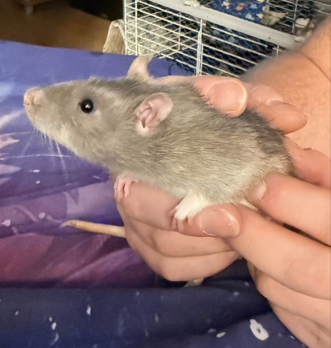 Szczurek dumbo samczyk
