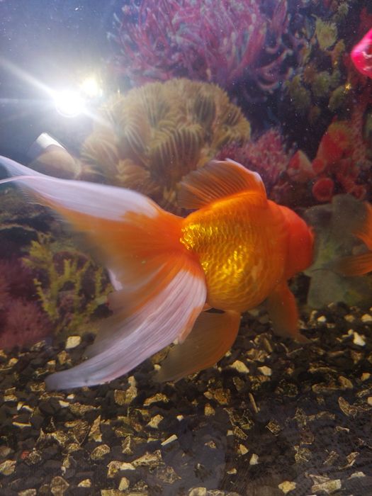 Продам Золотую рыбку.