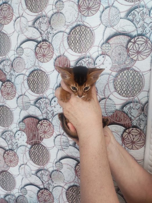 Аббісінсткий котик